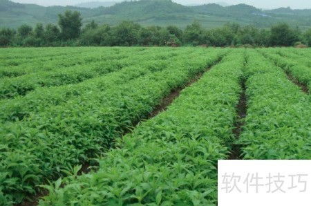 中藥材種植的高效銷售策略