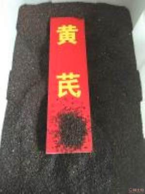 黃芪種植技術全解析 季節選擇、種子價格與畝產量指南
